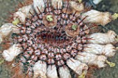 Notocactus cactus in fruit in a greenhouse