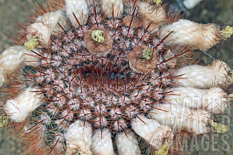 Notocactus_cactus_in_fruit_in_a_greenhouse