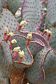 Opuntia cactus in fruit in a greenhouse