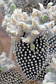 Opuntia cactus in fruit in a greenhouse