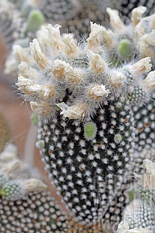 Opuntia_cactus_in_fruit_in_a_greenhouse