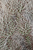 Opuntia cactus in a greenhouse