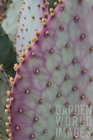 Opuntia_cactus_in_a_greenhouse