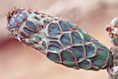 Opuntia cactus in a greenhouse