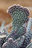 Monvillea cactus in a greenhouse