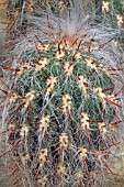 Oreocereus cactus in a greenhouse