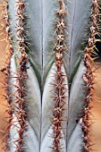 Pilosocereus cactus in a greenhouse