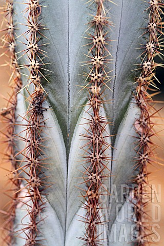 Pilosocereus_cactus_in_a_greenhouse