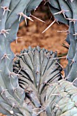 Myrtillocactus cactus in a greenhouse