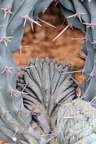 Myrtillocactus_cactus_in_a_greenhouse