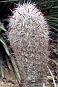Oreocereus (cactus) in a greenhouse