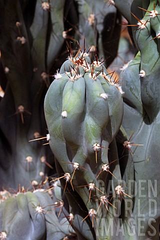 Cereus_cactus_in_a_greenhouse