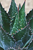 Agave in a greenhouse