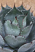 Agave in a greenhouse