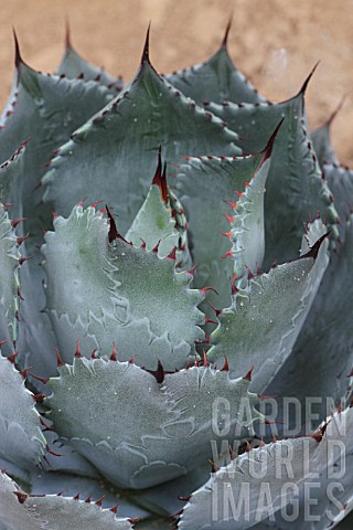 Agave_in_a_greenhouse