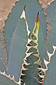 Agave in a greenhouse