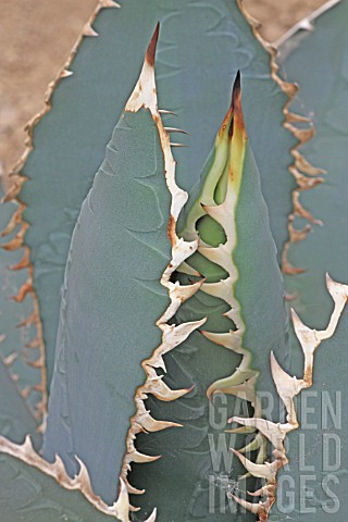 Agave_in_a_greenhouse