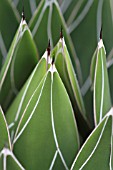 Agave victoriae-reginae in a greenhouse