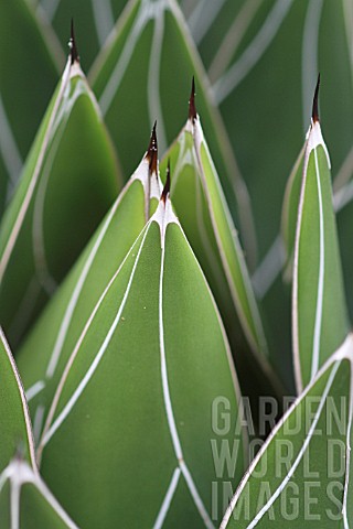 Agave_victoriaereginae_in_a_greenhouse