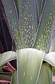 Aloe in a greenhouse
