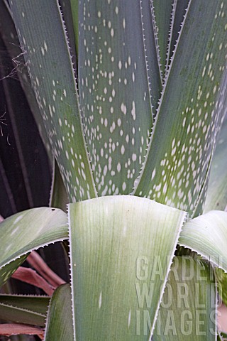 Aloe_in_a_greenhouse