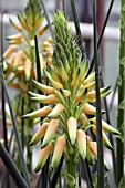 Aloe in bud in a greenhouse