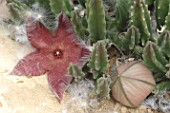Stapelia in bloom in a greenhouse