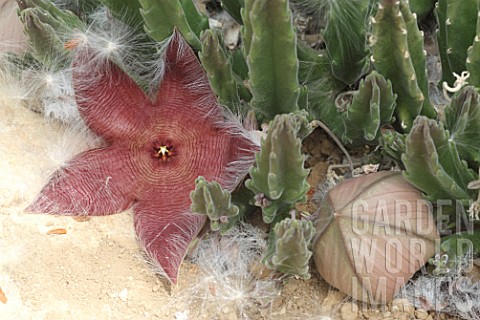 Stapelia_in_bloom_in_a_greenhouse