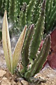 Stapelia in fruit in a greenhouse