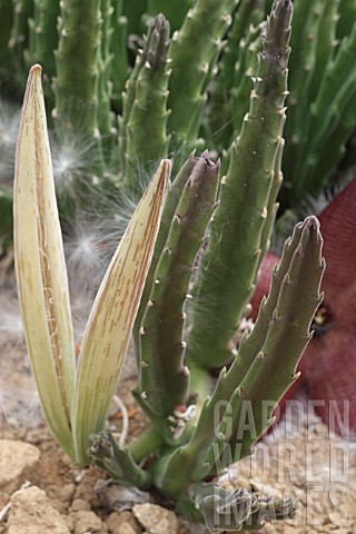 Stapelia_in_fruit_in_a_greenhouse