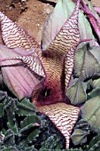 Stapelia in bloom in a greenhouse