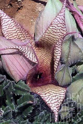 Stapelia_in_bloom_in_a_greenhouse