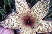 Fly on stapelia in bloom in a greenhouse