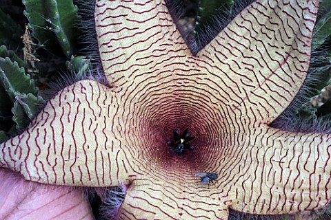 Fly_on_stapelia_in_bloom_in_a_greenhouse