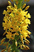 Bulbine in bloom in a greenhouse