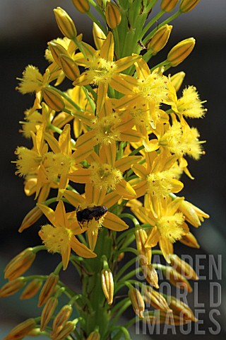 Bulbine_in_bloom_in_a_greenhouse