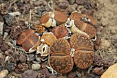 Lithops (Living Stone) plant in a greenhouse