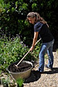 Planting of aromatic plants in a container