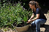 Planting of aromatic plants in a container