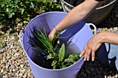 Planting of aromatic plants in a container