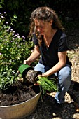 Planting of aromatic plants in a container