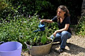 Planting of aromatic plants in a container