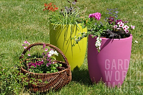 Plantation_of_decorative_containers_in_a_garden