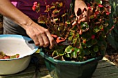Cleaning of a begonia after winter time in a garden
