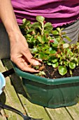 Cleaning of a begonia after winter time in a garden