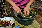 Cleaning of a begonia after winter time in a garden