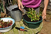 Cleaning of a begonia after winter time in a garden