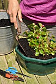 Cleaning of a begonia after winter time in a garden