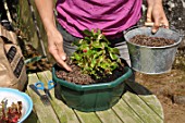 Cleaning of a begonia after winter time in a garden