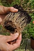 Cutting excess plant roots